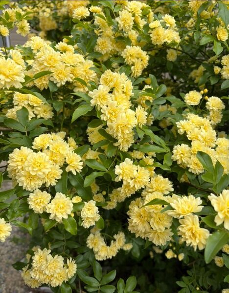 モッコウバラ 黄色 挿し木用カット芽 20㎝前後 5本以上♪