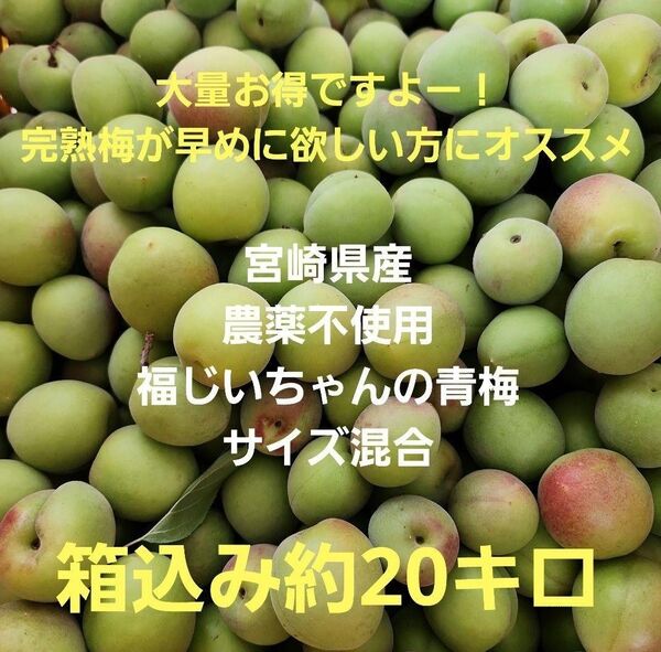 ●種類違い!大量お得です!好評!宮崎県産 農薬不使用 福じいちゃんの青梅 サイズ混合 箱込み約20キロ