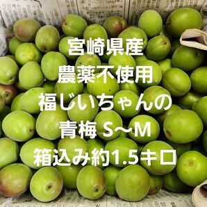 ●採れたて好評 宮崎県産 無農薬 福じいちゃんの青梅 SS~M 箱込み約1.5キロ