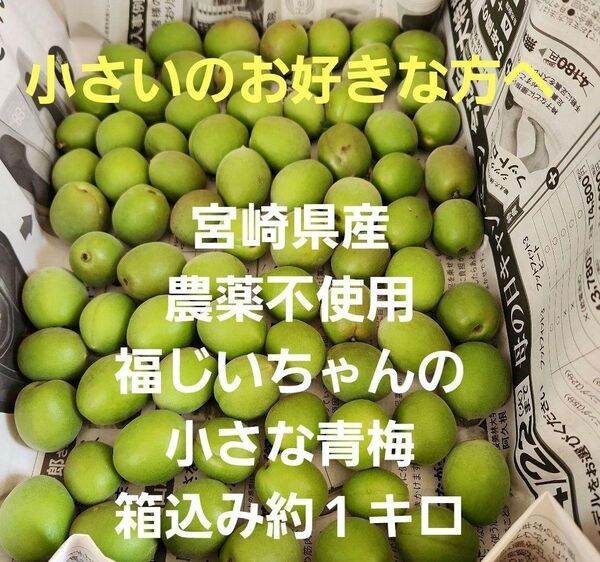 ●小粒好きな方へ 宮崎県産 農薬不使用 福じいちゃんがの青梅 箱込み約1キロ