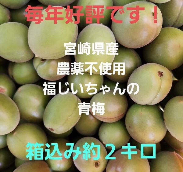 ●毎年好評 宮崎県産 無農薬 福じいちゃんの青梅 サイズ混合 箱込み約2キロ