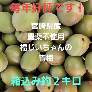 ●毎年好評 宮崎県産 無農薬 福じいちゃんの青梅 サイズ混合 箱込み約2キロ