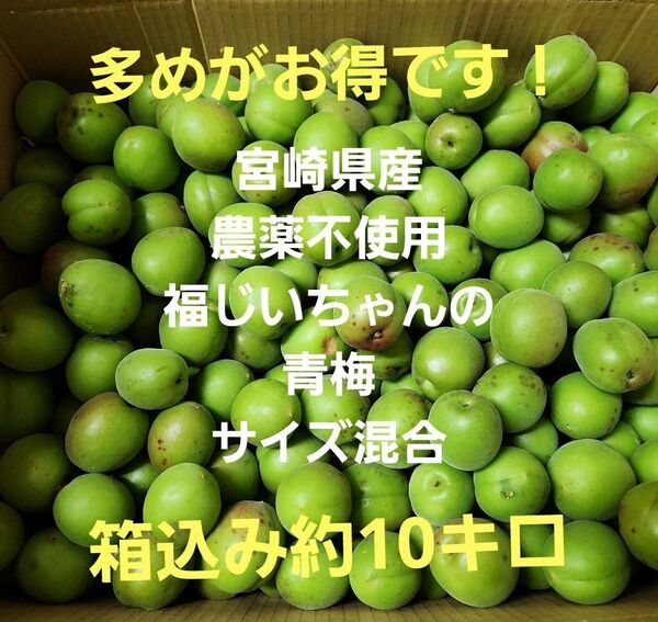 ●多めがお得!好評!宮崎県産 農薬不使用 福じいちゃんの青梅 サイズ混合 箱込み約10キロ