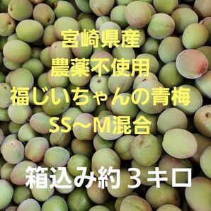 ●採れたて好評 宮崎県産 無農薬 福じいちゃんの青梅 SS~M 箱込み約3キロ