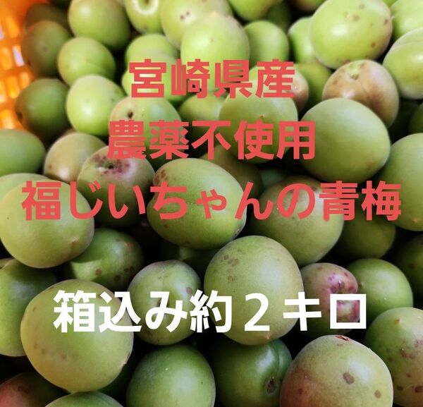 ●毎年好評 宮崎県産 無農薬 福じいちゃんの青梅 サイズ混合 箱込み約2キロ