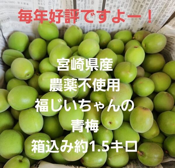 ●毎年好評 宮崎県産 無農薬 福じいちゃんの青梅 サイズ混合 箱込み1.5キロ