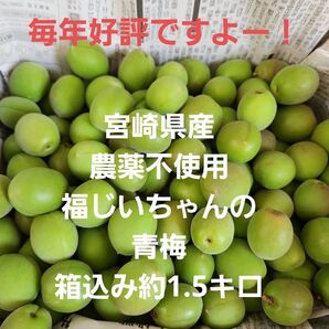 好評ですよー!宮崎県産 無農薬 福じいちゃんの青梅 箱込み約1.5キロ