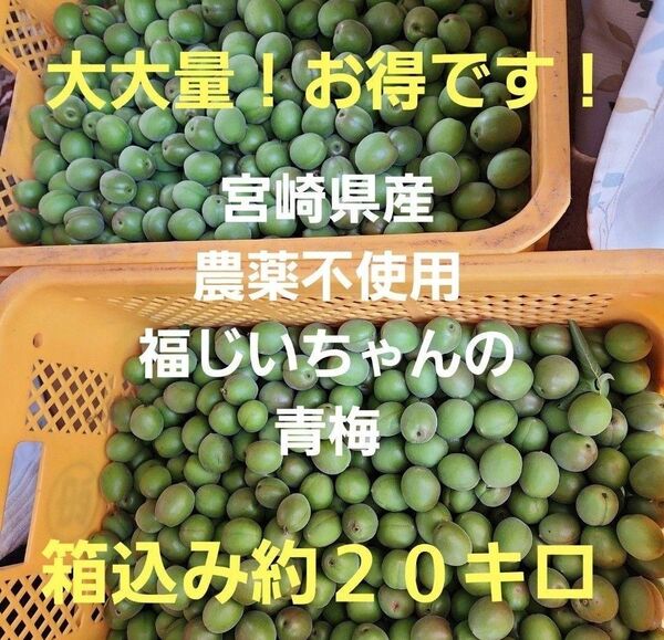 大大量!!お買い得!宮崎県産 農薬不使用 福じいちゃんの青梅 サイズ混合 箱込み約20キロ