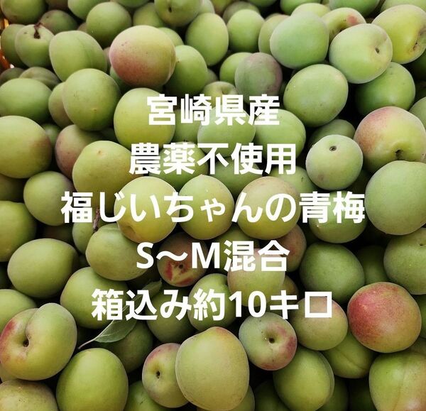●種類違い!お得!好評!宮崎県産 農薬不使用 福じいちゃんの青梅 サイズ混合 箱込み約10キロ