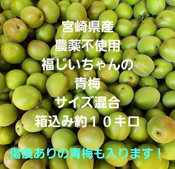 ●多めに欲しい方へ!毎年好評 宮崎県産 無農薬 福じいちゃんの青梅 サイズ混合 箱込み約10キロ