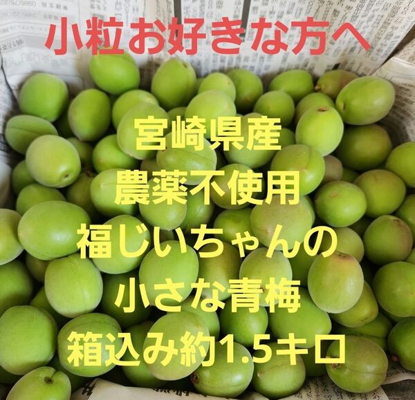 ●小粒好きな方へ 宮崎県産 農薬不使用 福じいちゃんの小さめ青梅 箱込み約1.5キロ