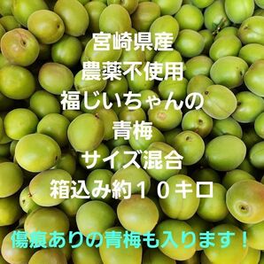 多めがお得!好評!宮崎県産 農薬不使用 福じいちゃんの青梅 サイズ混合 箱込み約10キロ
