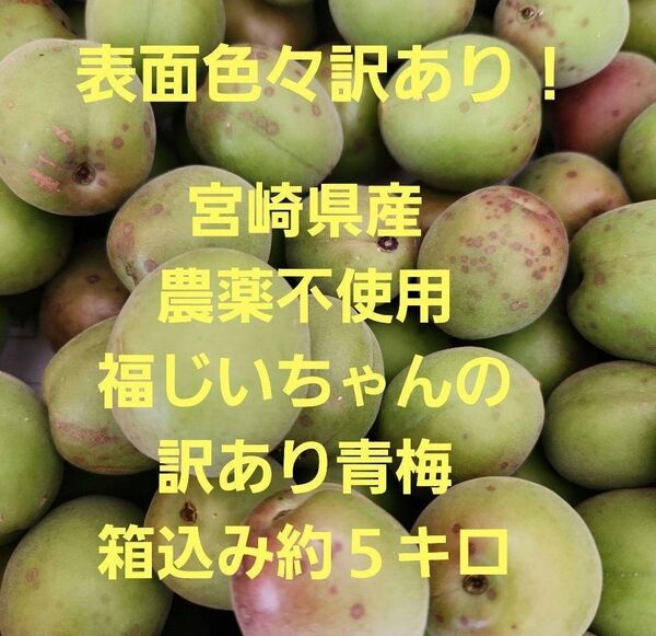 ▲表面色々訳あり!気にしない方へ!宮崎県産 農薬不使用 福じいちゃんの訳あり青梅 箱込み約5キロ