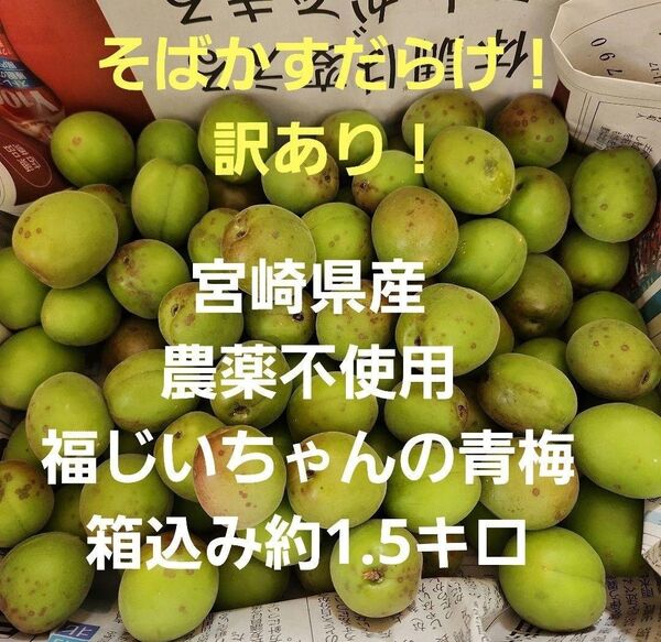 ▲表面そばかすだらけ!訳あり!宮崎県産 無農薬 福じいちゃんの青梅 箱込み約1.5キロ