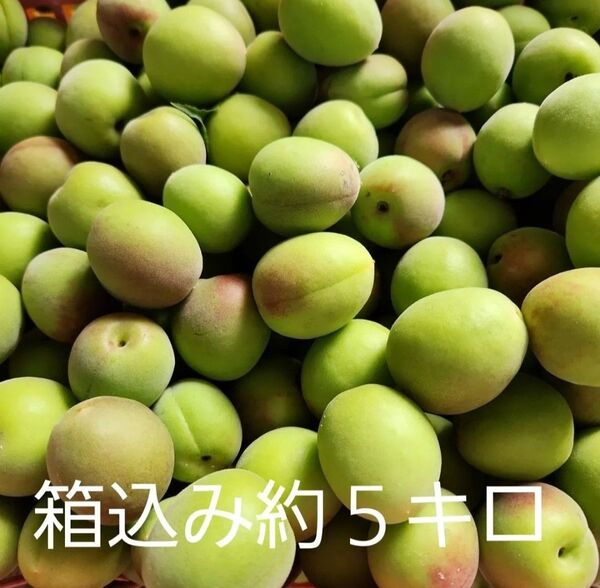 ●好評!宮崎県産 無農薬 福じいちゃんの青梅 サイズ混合 箱込み約5キロ
