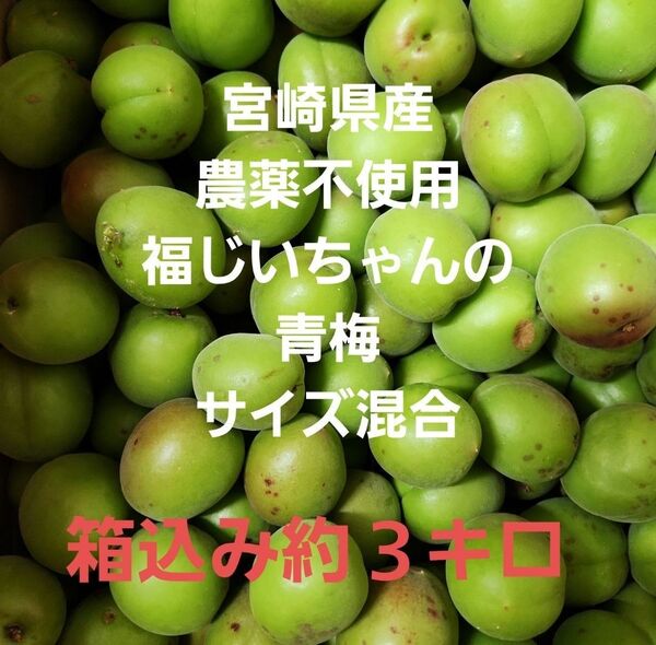●好評!宮崎県産 無農薬 福じいちゃんの青梅 サイズ混合 箱込み約2キロ