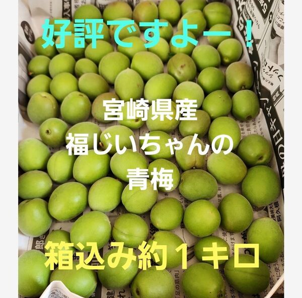 お試しいかが?好評!宮崎県産 農薬不使用 福じいちゃんの青梅 SS~M 箱込み約1キロ