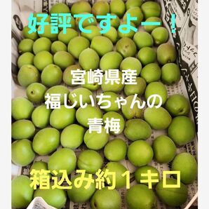 お試しいかが?好評!宮崎県産 農薬不使用 福じいちゃんの青梅 SS~M 箱込み約1キロ