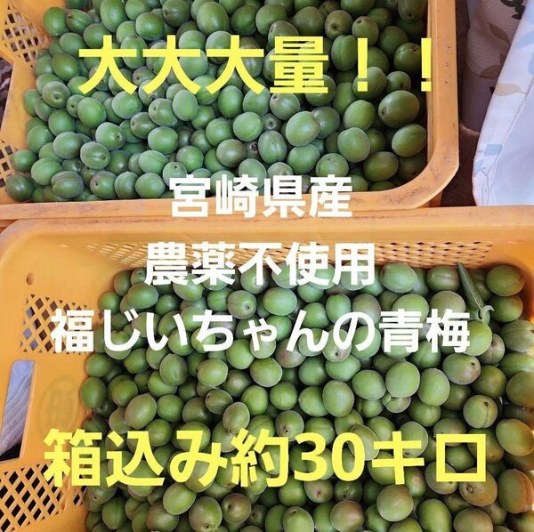 ●大大大量!めちゃお得!宮崎県産 農薬不使用 福じいちゃんの青梅 サイズ混合 箱込み約30キロ