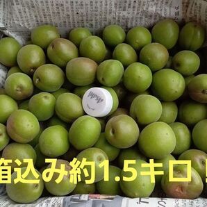 好評ですよー!宮崎県産 無農薬 福じいちゃんの青梅 箱込み約1.5キロ