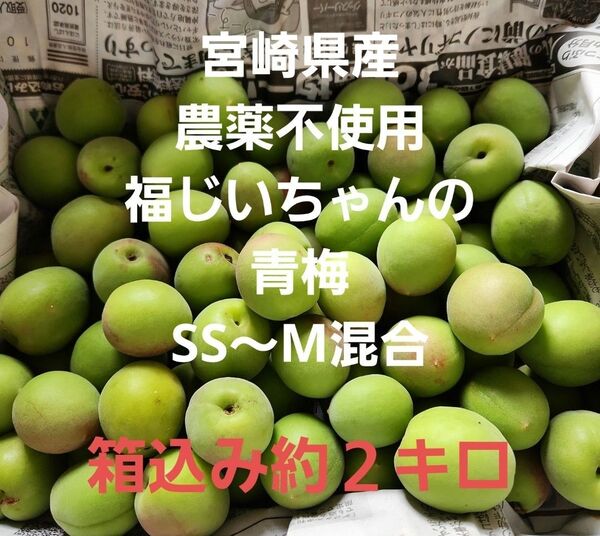 ●好評!宮崎県産 無農薬 福じいちゃんの青梅 サイズ混合 箱込み約2キロ