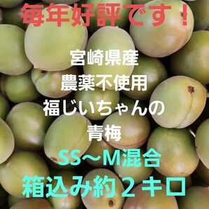 ●好評です! 宮崎県産 無農薬 福じいちゃんの青梅 サイズ混合 箱込み約2キロ