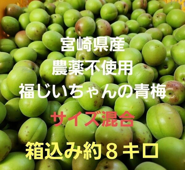 ●好評!採れたて!宮崎県産 無農薬 福じいちゃんの青梅 サイズ混合 箱込み約8キロ