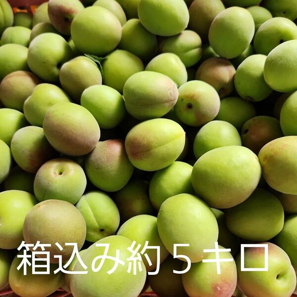 ●好評!宮崎県産 無農薬 福じいちゃんの青梅 サイズ混合 箱込み約5キロ