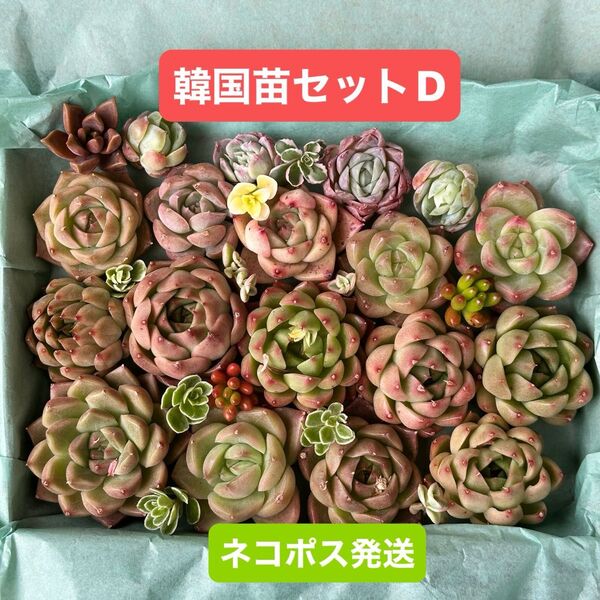 多肉植物 韓国苗D カット苗 エケベリア寄せ植えセット