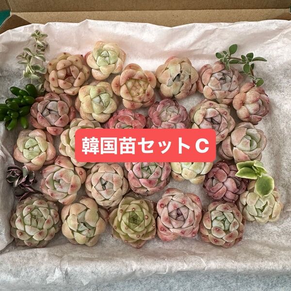 多肉植物 韓国苗セットc 多肉植物詰め合わせ エケベリア カット苗