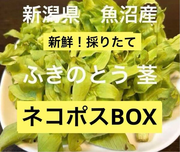 5/9迄!新鮮!採りたて 魚沼産 ふきのとう 茎 山菜
