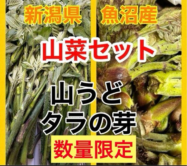 5/18迄!新鮮採れたて魚沼産 天然 山菜セット 山菜の王様 タラの芽 山ウド
