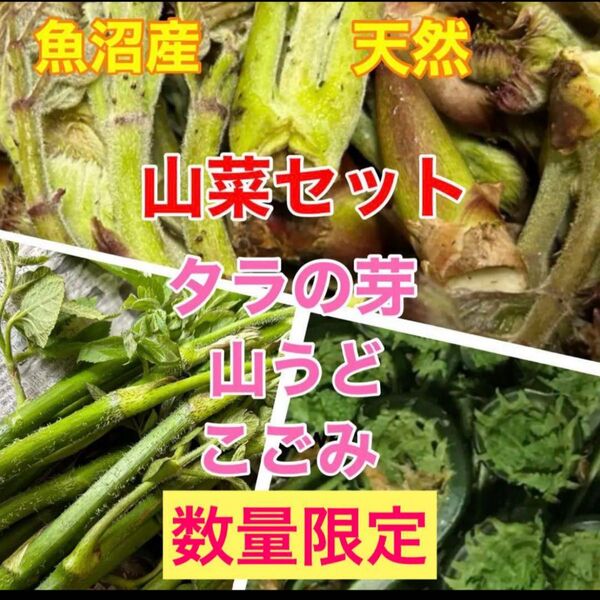 5/10迄!新鮮採れたて 魚沼産 天然 山菜セット タラの芽 山ウド こごみ