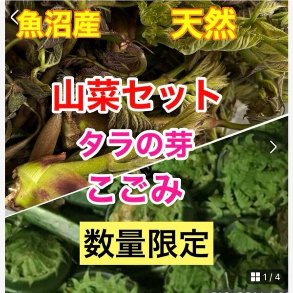 5/10迄!新鮮!採りたて 山菜セット 魚沼産 山菜の王様タラの芽 こごみ