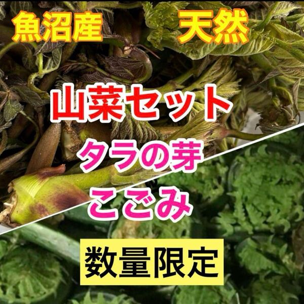 5/13迄!新鮮!採りたて 山菜セット 魚沼産 山菜の王様タラの芽 こごみ