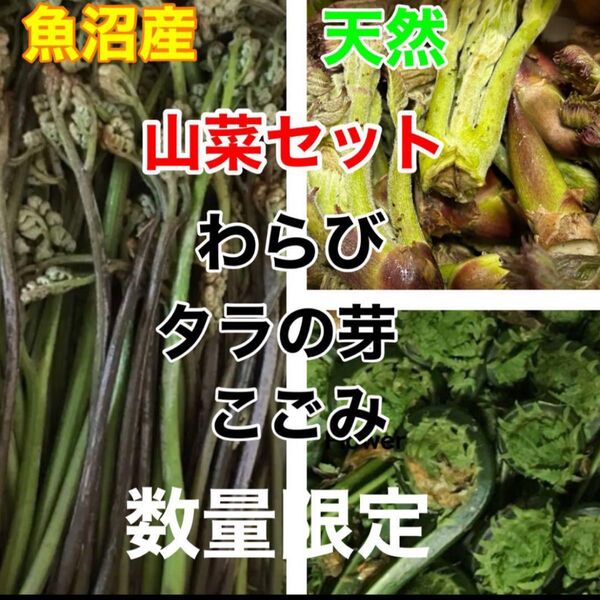 5/13迄!今が旬!魚沼産 天然 山菜セット タラの芽 太わらび こごみ
