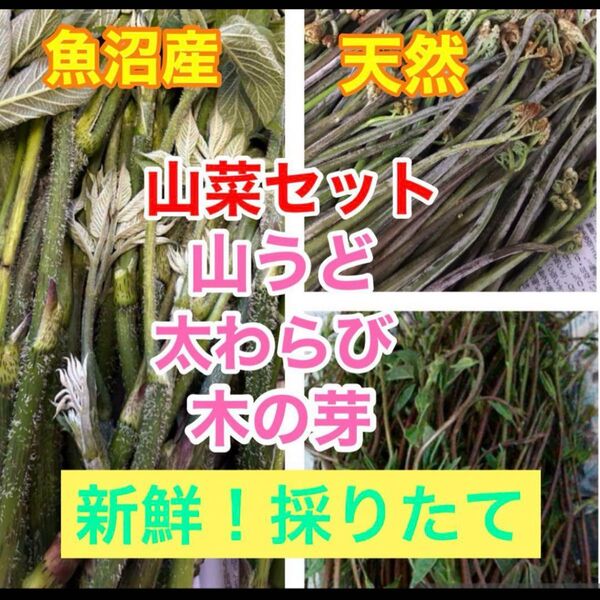 5/19迄!新鮮採りたて 天然 魚沼産 山菜セット 山うど 太わらび 木の芽