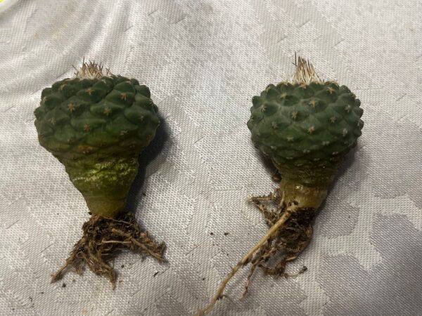 2株セット ストロンボカクタス 菊水 実生 strombocactus disciformis