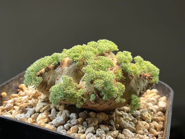 【種子】 モンソニア ペニクリナ 採れたて種子5個 monsonia peniculina サルコカウロン 塊根植物
