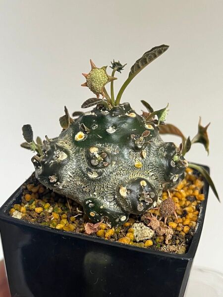 【種子】ドルステニア・フォエチダ 扁平タイプ 種子10個 塊根植物 多肉植物