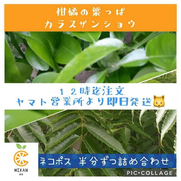 カラスザンショウ 柑橘系 枝付き葉っぱ 200/100 ミックス