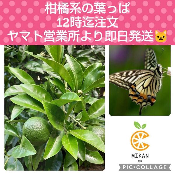 柑橘系 枝付き葉っぱ 150枚 アゲハチョウ幼虫の餌