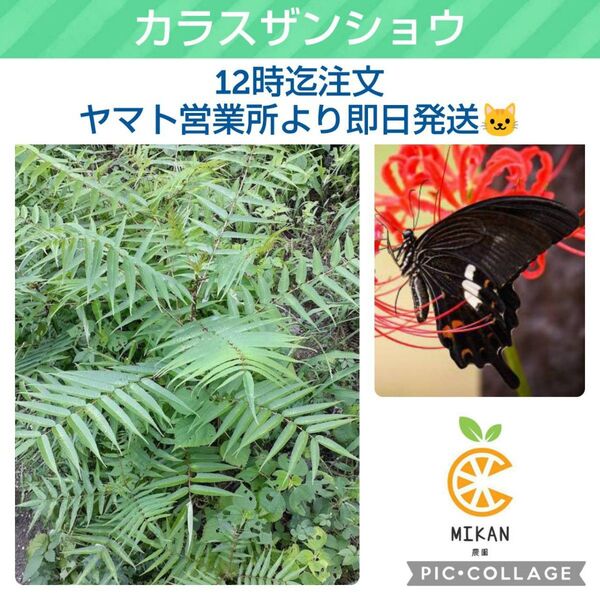 カラスザンショウ 枝付き葉っぱ 300枚 アゲハチョウ幼虫の餌
