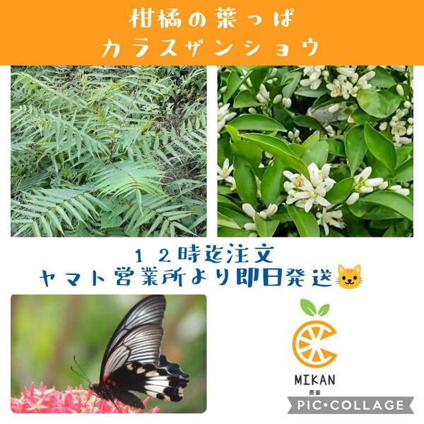 柑橘系枝付き葉っぱ100 カラスザンショウ枝付き葉っぱ100 ミックス