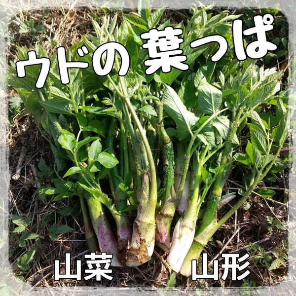 山菜山ウドの葉 山形県産