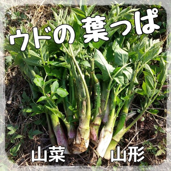 山形県産 山うどの葉 山菜