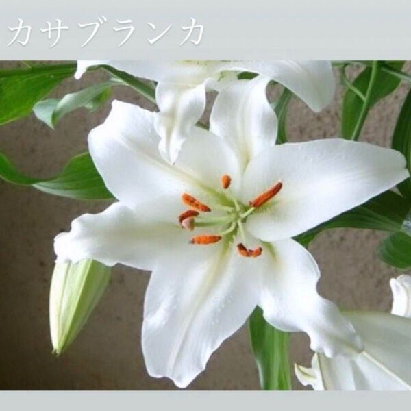 真っ白い花が優美なカサブランカ 根付き特大球根 芽出し球根 1球根