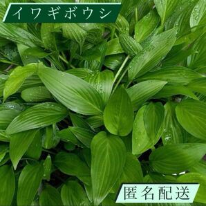 山野草 イワギボウシ 3株 匿名配送