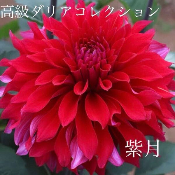 秋田 高級ダリアコレクション 大輪咲き ダリア 紫月 芽出し大球根 1球根 バイカラー
