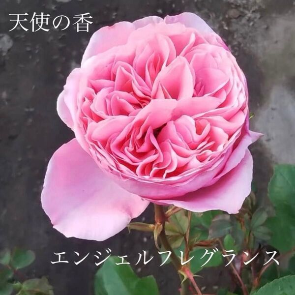 天使の香 バラ 大苗 エンジェルフレグランス 大輪咲き 幸せの香り蕾付き